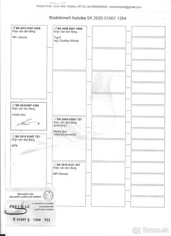 Poštové holuby - 2