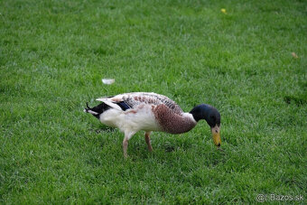Indický bežec strieborný - káčer - 2