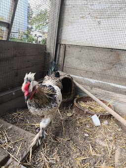 Predám dva kohüty - 2