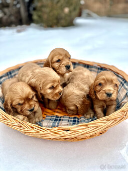 Anglický kokeršpaniel - 2