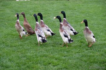 Indický bežec strieborný - káčer - 2