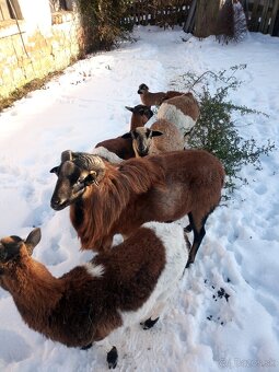 kamerunsky baran - 2