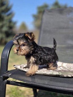 Yorkshirsky terier - 2