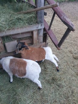 Kamerunsky baran - 2