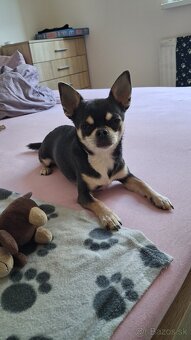 Psik civava na krytie - 2