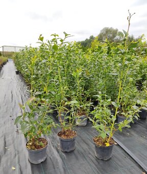 Čučoriedky sadenice - 2