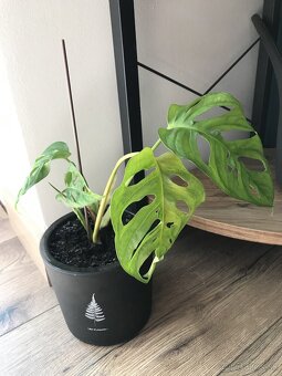Monstera Adansonii v ciernom crepniku - 2