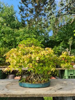 BONSAI Acer palmatum Javor - 2