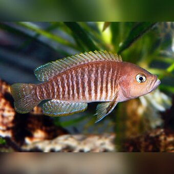 NEOLAMPROLOGUS MULTIFASCIATUS - 2