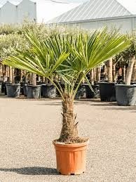 Palma trachycarpus fotrunei semená 10ks - 2