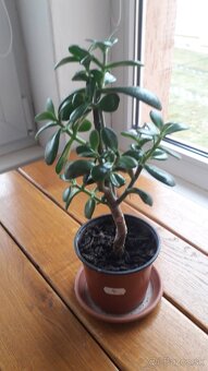 Crassula Ovata - tučnolist, Strom peňazí - 17 Eur (č. 4) - 2