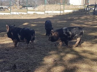 Sviňky kune kune - 2