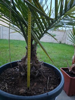 Palma Jubaea Chilensis - 2