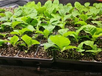 Tabak sadenice planty - 2