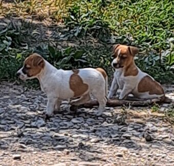 JackRusselTerier - 2