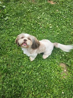 Fenka Shih-tzu - rezervovana - 2