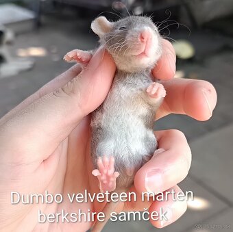 ❤ Exkluzívne dumbo, velveteen potkaníky - 2