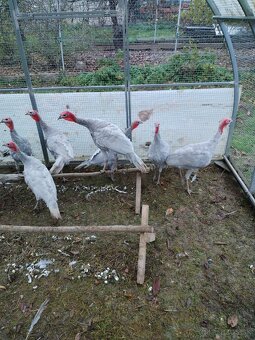 Ponúkam Morky  domáce (Modre) - 2