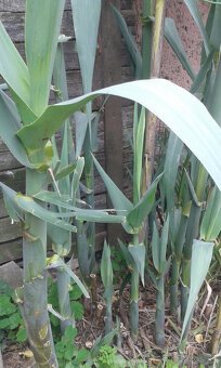 TRSTINA OBROVSKÁ - 2