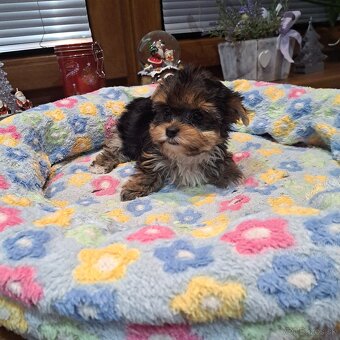 Biewer,Halbbiewer,Oceán - 2