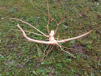 predam koren/samorast do akvaria - 2