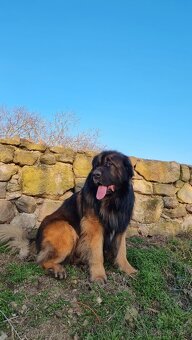 Leonberger s PP - 2