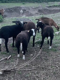 Jahňatá Zwartbles - 2