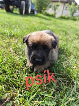 Belgický ovčiak Malinois / Nemecký ovčiak - 2