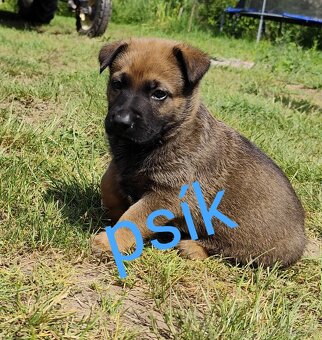 Belgický ovčiak Malinois / Nemecký ovčiak - 2