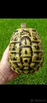 Testudo hermanni Sicilia - 2