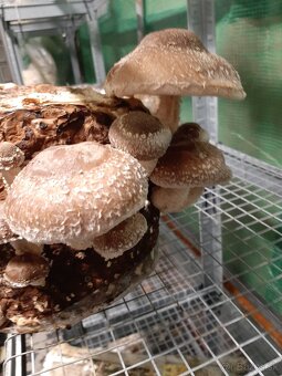 Hliva,Shitake,Maitake,Koralovec a iné - 2
