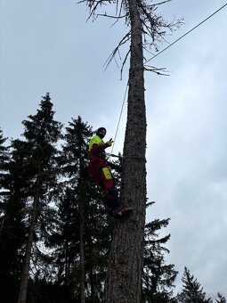 Orezávanie stromov, rizikový výrub, arboristické práce - 2