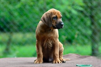 Štěňátko rhodéského ridgebacka - chlapec s PP - 2