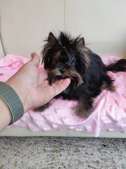 Yorkshire terrier - 2