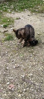 Darujem mačičku - 2