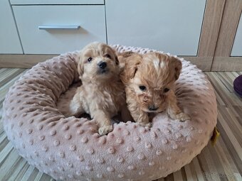 Maltipoo šteniatka - 2
