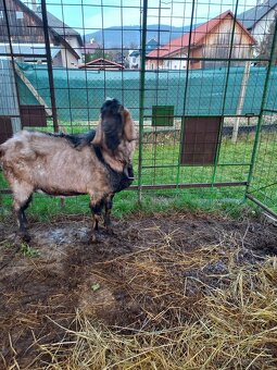 Anglonubijsky cap - 2