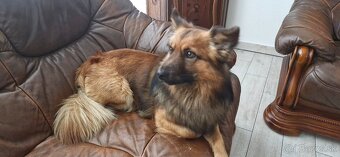 Darujem psíka do dobrých rúk - 2