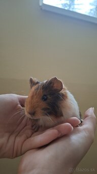 Morske prasiatka - 2