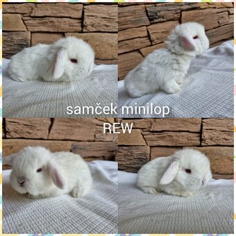 Minilop, zakrslý králik - 2