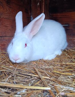 Predám králiky - 2