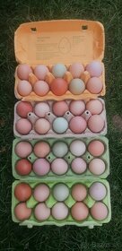 Násadové vajcia - 2