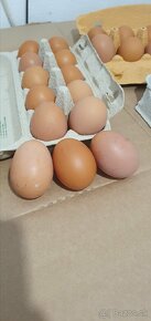 Predám domáce vajcia - 2