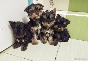 Yorkshire terrier s PP - 2