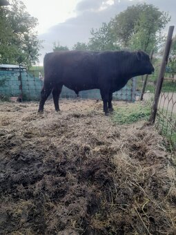 Angus - 2