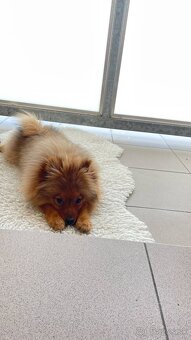 Pomeranian - 2