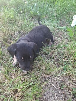 Labrador - 2