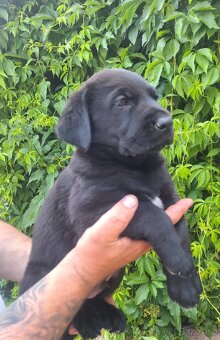 Šteniatka labrador x NO - 2