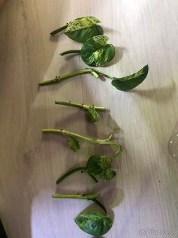 Japanese pothos - 2