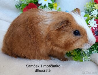 Morča/Morčiatka samčekovia - 2